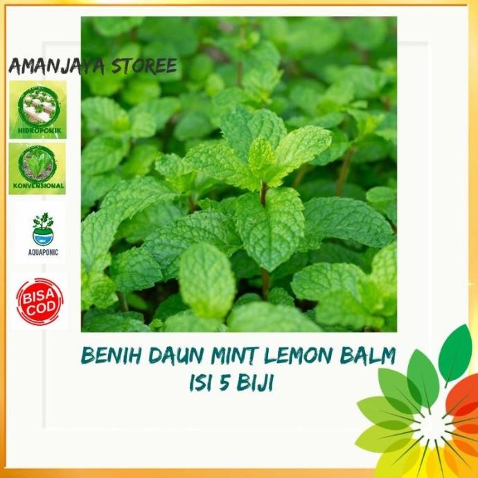

Terlaris Benih Biji Daun Mint Lemon Balm Tanaman Herbal Bibit Tanaman Herb