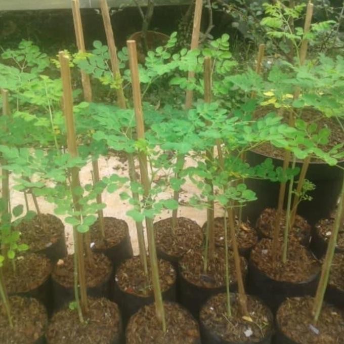 

Terlaris Pohon Herbal Kelor - Bibit Pohon Kelor - Tanaman Herbal Pohon Daun