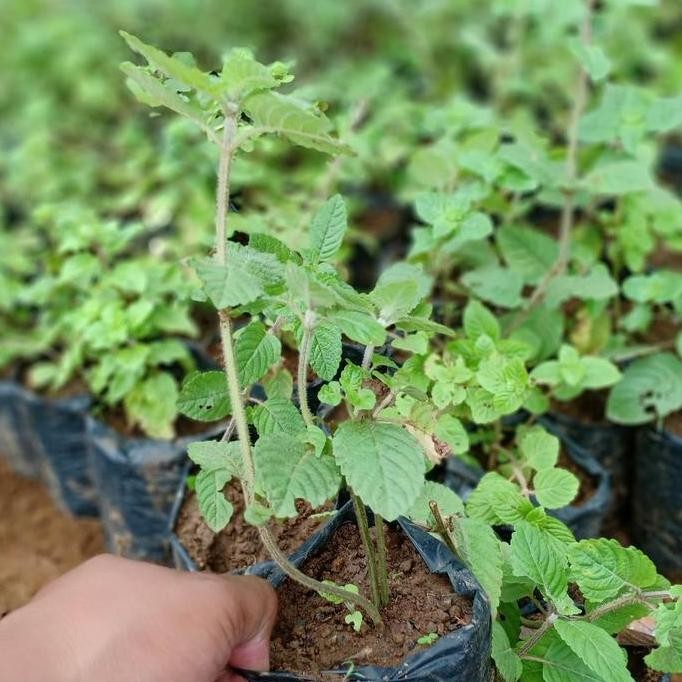 

Terlaris Bibit Tanaman Cincau Hitam - Janggelan - Daun Cincau Hitam - Herbal