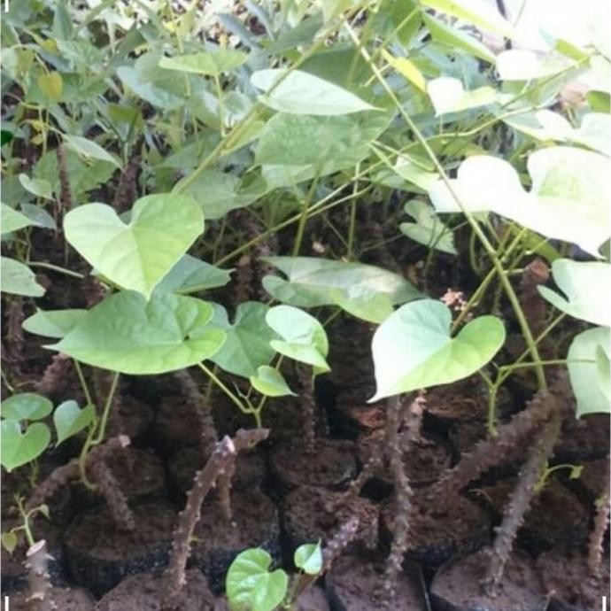 

Terlaris Bibit Tanaman Obat Herbal Brotowali