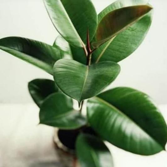 

Terlaris Tanaman Karet Kebo/Tanaman Herbal/Karet Kebo(Obat Stroke)