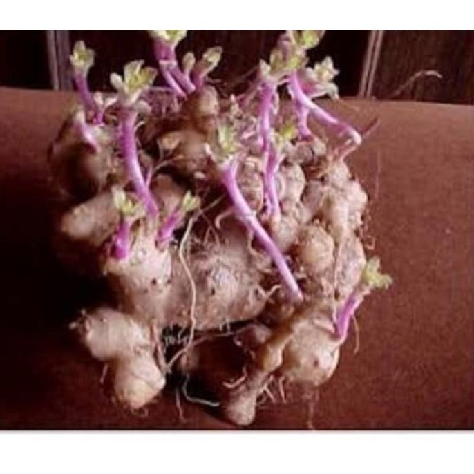 

Terlaris Tanaman Herbal Dewa / Umbi Daun Dewa Organik Gogsla 5739Di