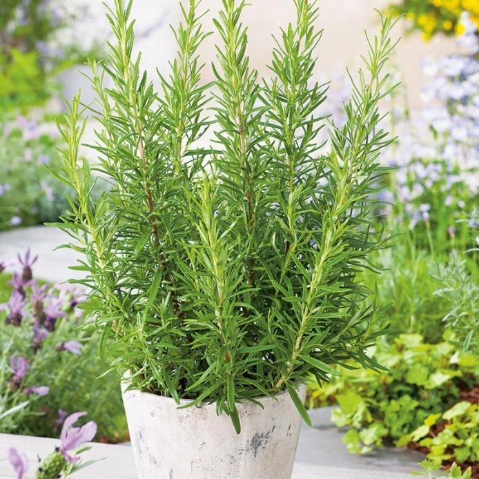 

Terlaris Tanaman Hias Rosemary Pengusir Nyamuk - Daun Rosemarry Herbal