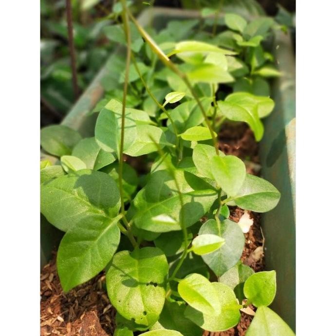 

Terlaris Tanaman Herbal Binahong Hijau Rambat Stok Super Rimbun