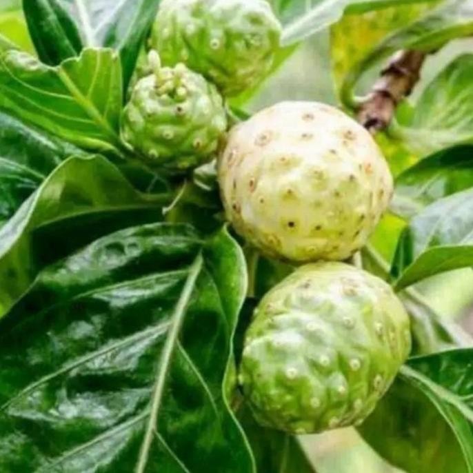 

Terlaris Bibit Pohon Menkudu, Tanaman Herbal Mengkudu