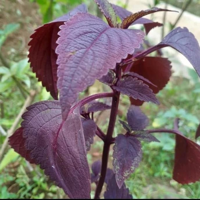 

Terlaris Bibit Tanaman Herbal Jawer Kotok/Tanaman Miana Daun Ungu