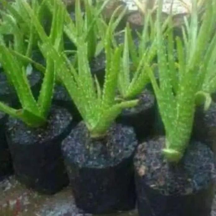 

Terlaris Tanaman Hias Lidah Buaya - Pohon Herbal
