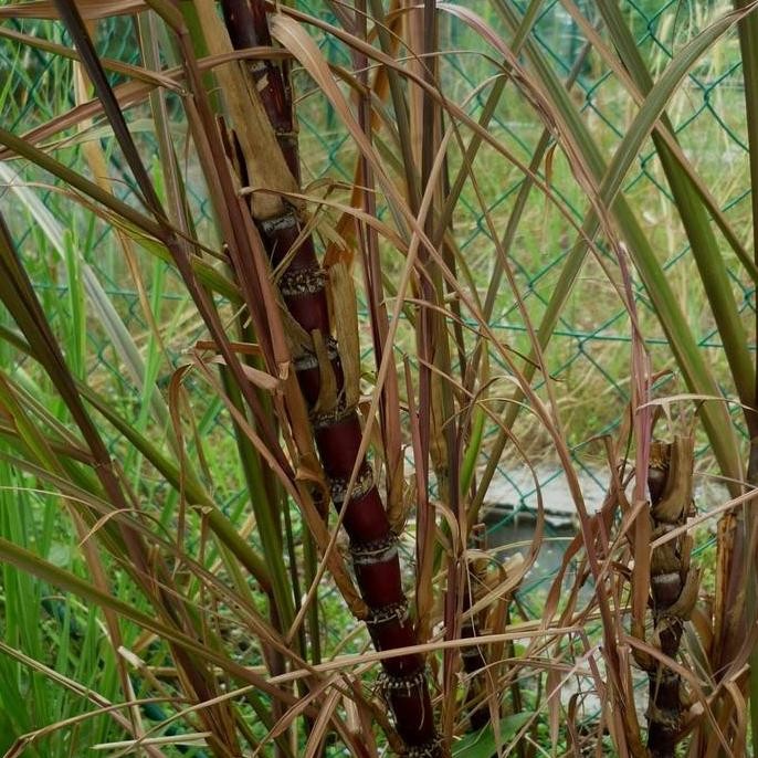 

Terlaris Bibit Tanaman Herbal - Tebu Ireng | Tebu Hitam