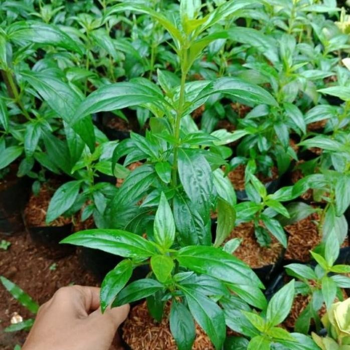 

Terlaris Paket 3 Bibit Tanaman Herbal Daun Sambiloto