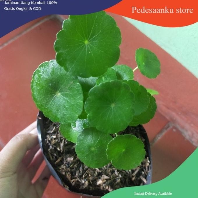 

Terlaris Bibit Tanaman Herbal Pegagan Air , Peluruh Air Seni