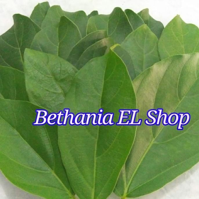 

Terlaris Daun Cincau Hijau Segar- Tanaman Herbal - Obat Herbal