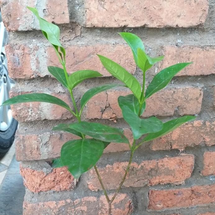 

Terlaris Tanaman Herbal Daun Salam