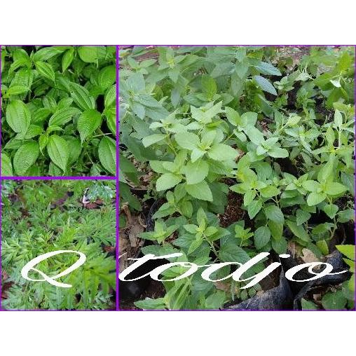 

Terlaris Paket 3 Bibit Tanaman Lalapan, Tanaman Herbal