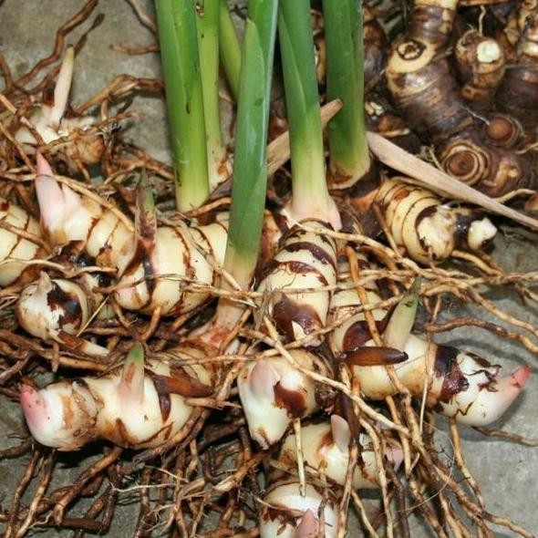

Terlaris Tanaman Herbal Lengkuas Putih