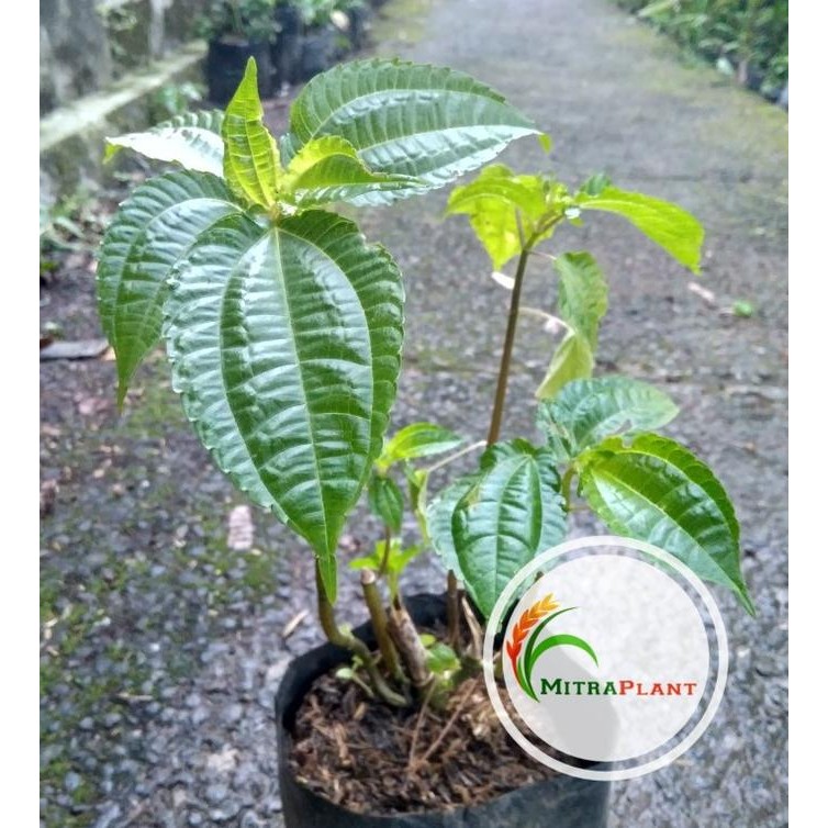 

Terlaris Bibit Tanaman Pohpohan - Pohon Daun Pohpohan - Tanaman Herbal Murah