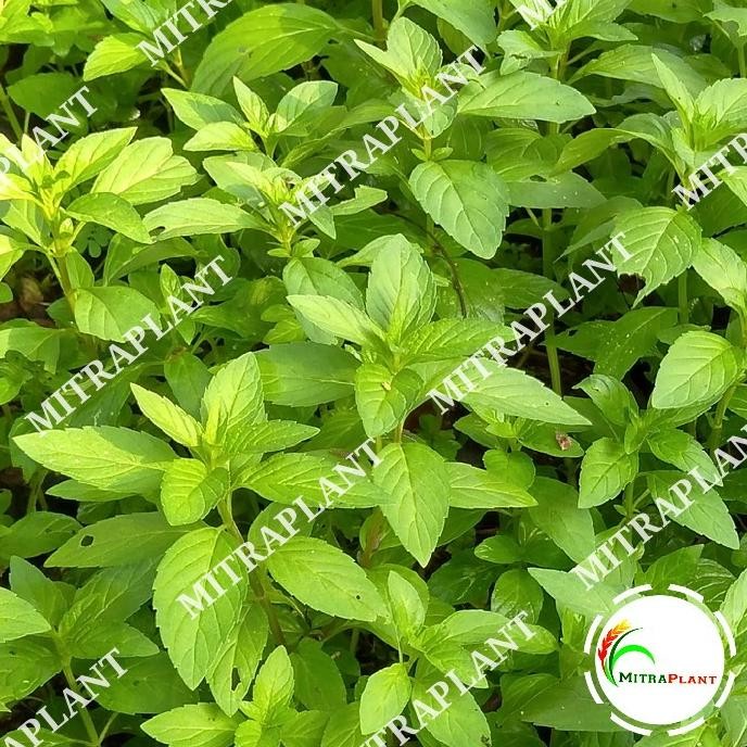 

Terlaris Bibit Tanaman Daun Peppermint - Pohon Daun Mint - Tanaman Herbal