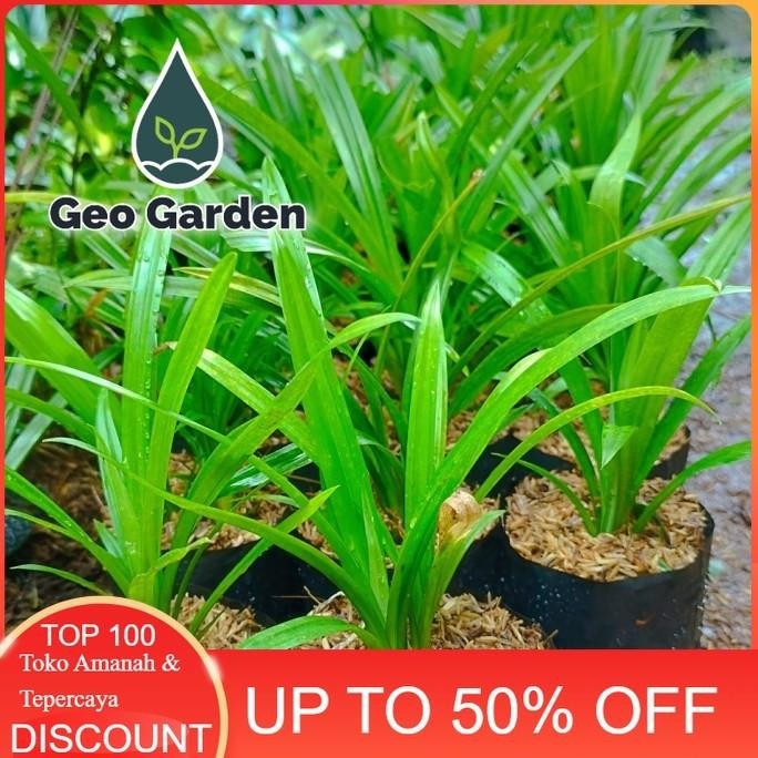 

Terlaris Bibit Tanaman Hias Pandan Wangi | Tanaman Pandan Wangi Tanaman Herbal