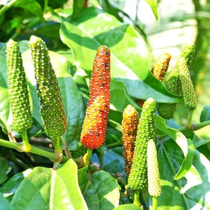 

Terlaris Bibit Tanaman Herbal Cabe Jamu Cabe Jawa Artificial