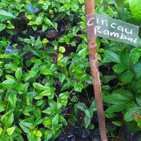 

Terlaris (Beli 3 Gratis 1) Bibit Tanaman Cincau Jelly Rambat- Herbal Cincau
