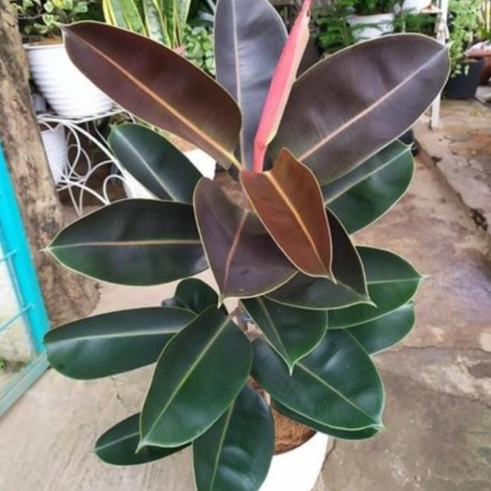 

Terlaris Tanaman Hias Herbal Karet Kebo Merah - Beringin Karet Kebo