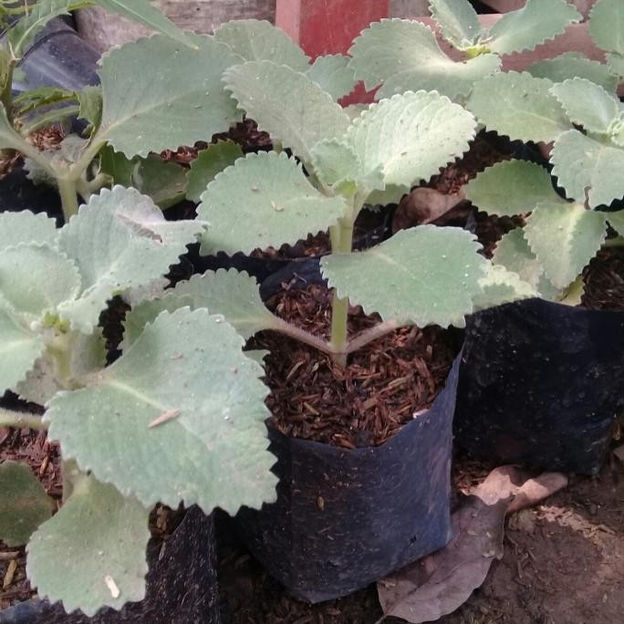 

Terlaris Bibit Daun Jinten/Tanaman Herbal Daun Bangun Bangun