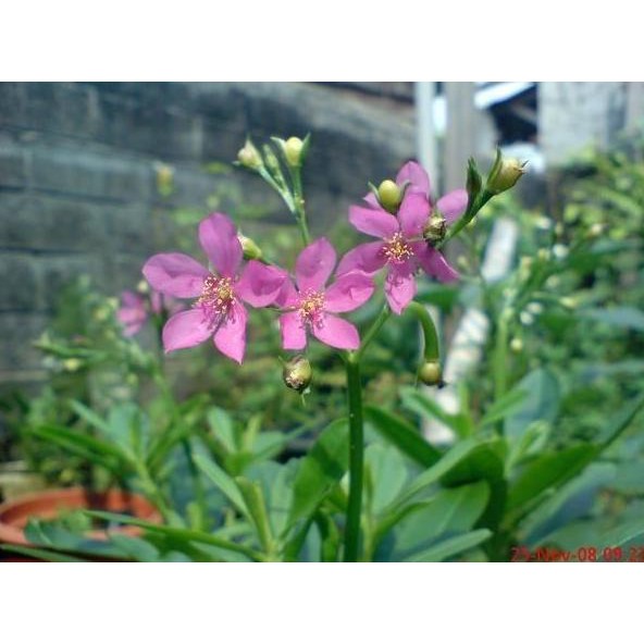 

Terlaris Biji Benih Gingseng Jawa Tanaman Herbal
