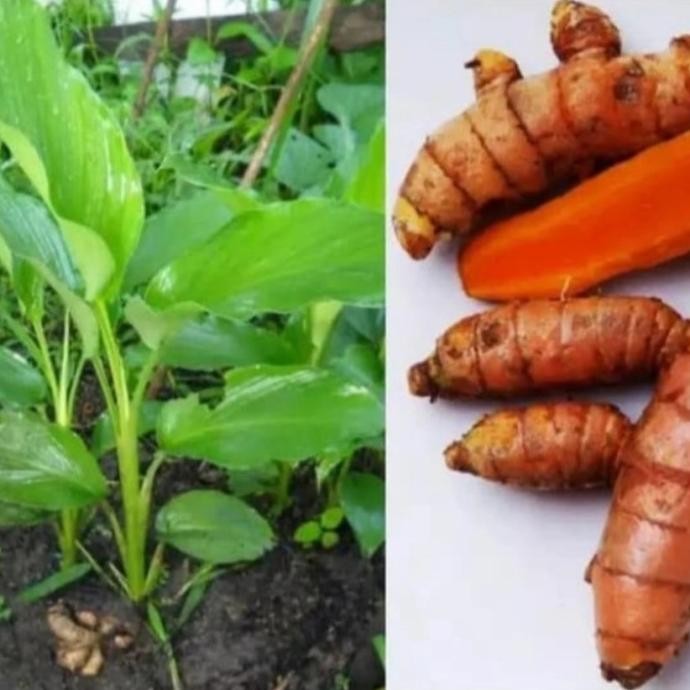 

Terlaris Bibit Tanaman Kunyit/Kunir Tanaman Herbal (Ra&Th)