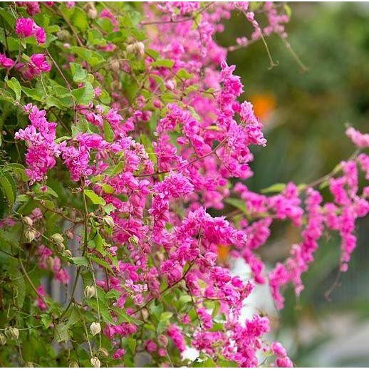 

Terlaris Tanaman Hias Rambat - Bunga Air Mata Pengantin Coral Vine Obat Herbal