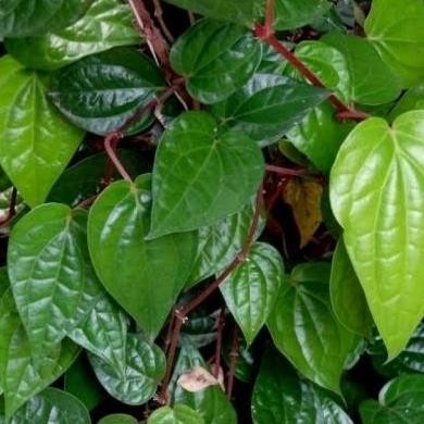 

Terlaris Tanaman Daun Sirih Hijau Herbal