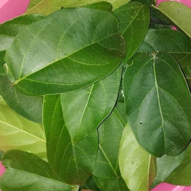 

Terlaris Daun Cincau Hijau Perdu Tanaman Herbal Obat Herbal Alami Berkhasiat