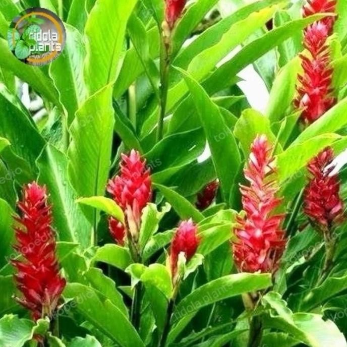 

Terlaris Terbaruu Tanaman Honje // Kecombrang Merah // Tanaman Herbal Honje