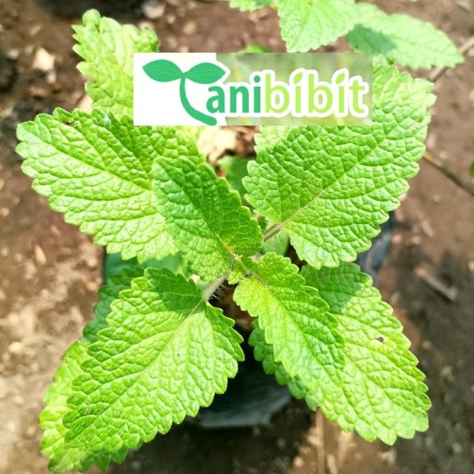 

Terlaris Bibit Tanaman Herbal Lemon Balm/Lemon Mint/ Tanaman Sudah Jadi