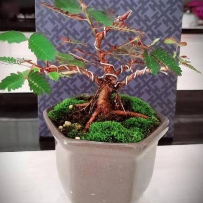 

Terlaris Putri Malu (Beli3 Gratis1) Tanaman Herbal Putri Malu Segar 100 Gr -