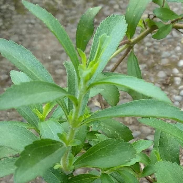

Terlaris Bibit Tanaman Daun Stevia - Daun Manis - Daun Gula Alami - Obat Herbal