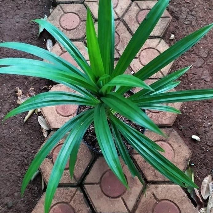 

Terlaris Bibit Tanaman Herbal Pandan Wangi