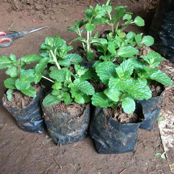 

Terlaris Pohon Mint/Daun Mint/Tanaman Herbal
