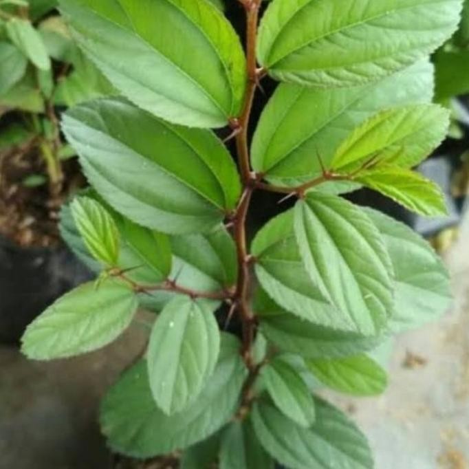 

Terlaris Tanaman Hias Herbal Bidara Arab