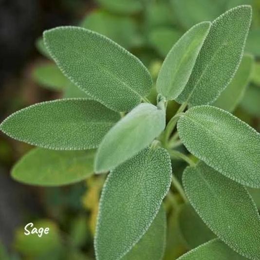 

Terlaris Tanaman Herbal Daun Sage - Tanaman Rempah Kaya Manfaat