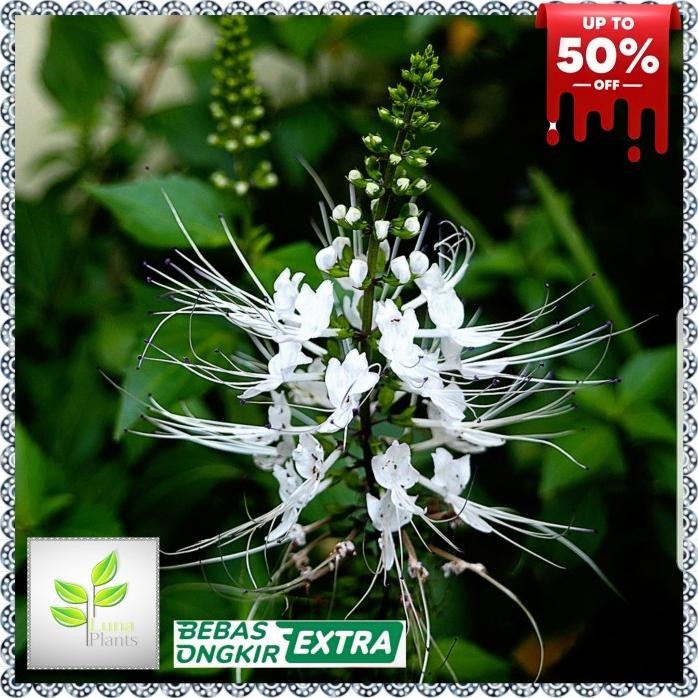 

Terlaris Tanaman Herbal Kumis Kucing - Tanaman Kumis Kucing - Tanaman Herbal