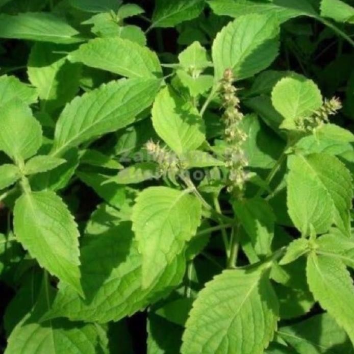 

Terlaris Bibit Tanaman Herbal Daun Sangketan Liyllo 4513Bn