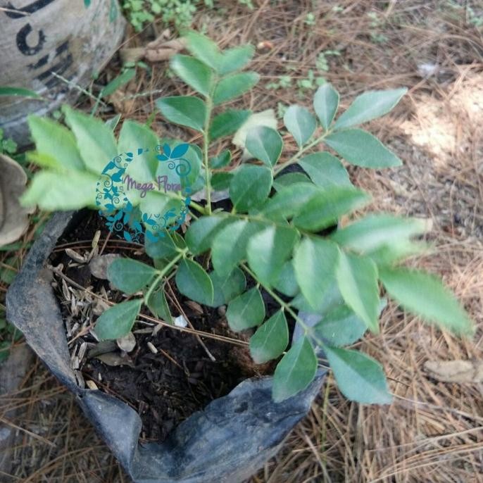 

Terlaris Daun Salam Koja Daun Kari Bibit Tanaman Herb Herbal Bumbu Hias