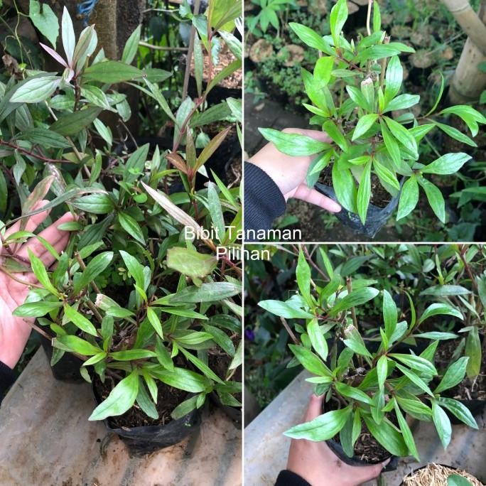 

Terlaris Bibit Tanaman Prasman Gelek Herbal Daun Genjik Rimbun Hidup Ayapana Triplinervis