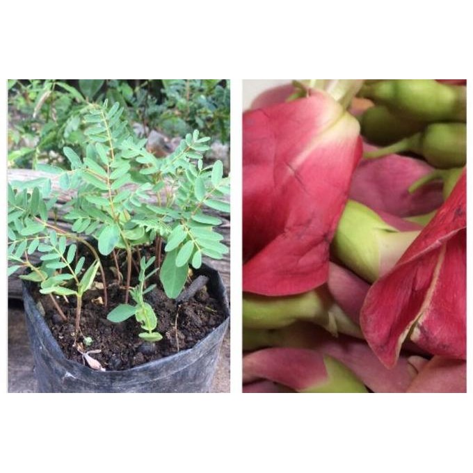 

Terlaris Bibit Tanaman Herbal / Tanaman Hias Bunga Turi Merah