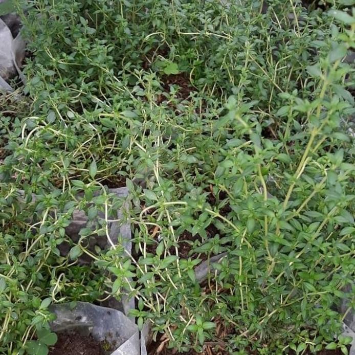 

Terlaris Bibit Tanaman Thyme- Tanaman Herbal Thyme