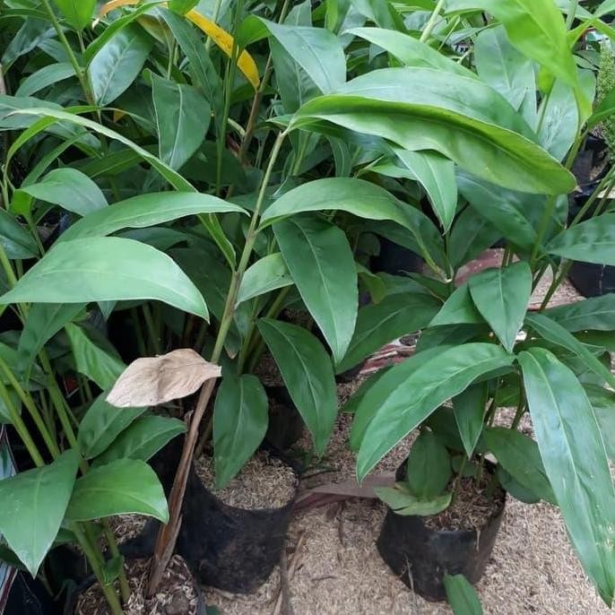 

Terlaris Bibit Tanaman Lengkuas - Tanaman Herbal Lengkuas - Pohon Lengkuas