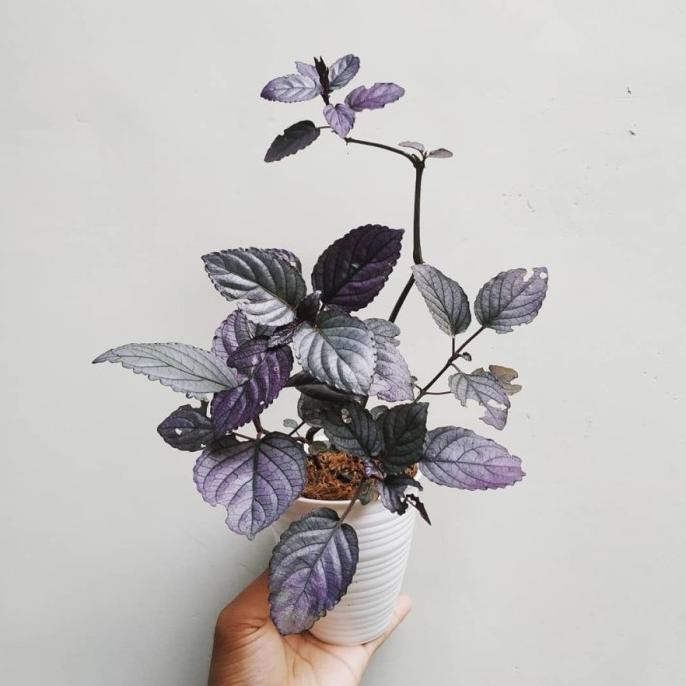 

Terlaris Sambang Getih Tanaman Herbal Remek Daging Tanaman Hias