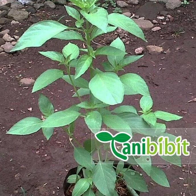 

Terlaris Bibit Tanaman Daun Kemangi - Daun Suraung Herbal