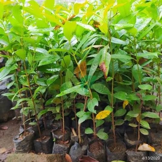 

Terlaris Bibit Tanaman Daun Salam Untuk Penyedap Masakan Dan Herbal