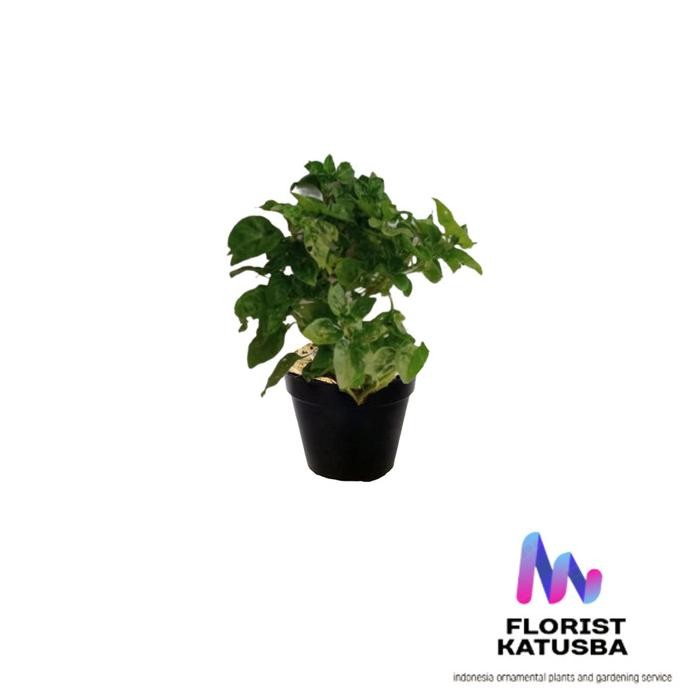 

Terlaris Tanaman Herbal Sayuran Pohon Bayam Brazil