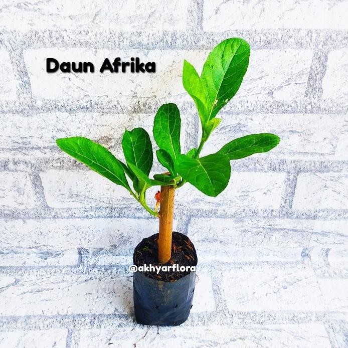 

Terlaris Daun Afrika Tanaman Herbal Daun Afrika Tanaman Obat Bibit Daun Afrika